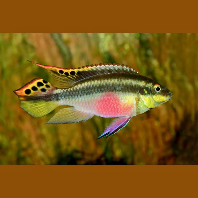 Pelv.pulcher   Kersenbuikcichlide 3 cm.